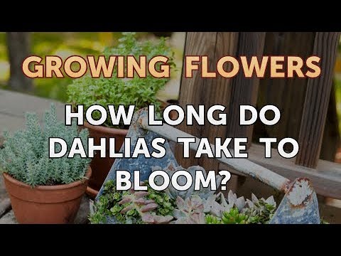 Video: Кышында Dahlias кантип сактоо керек? 25 фото Аларды кантип туура казуу керек? Тубар жазга чейин кандай шартта сакталышы мүмкүн? Казгандан кийин кантип иштетүү керек?