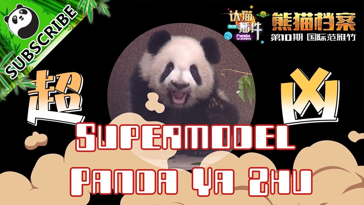 Panda Scanning】Ep6 Panda Ya Zhu Is A Supermodel! 20170803 | CCTV