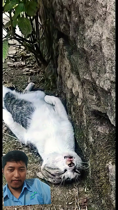 are you okeeey?? 🤣🤣 #fynnymoment #cat #cute