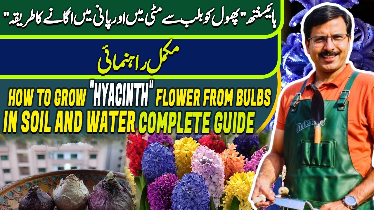 How to grow "HYACINTH" flower from bulbs in soil &water| Complete guide | Gardening With Javed Iqbal