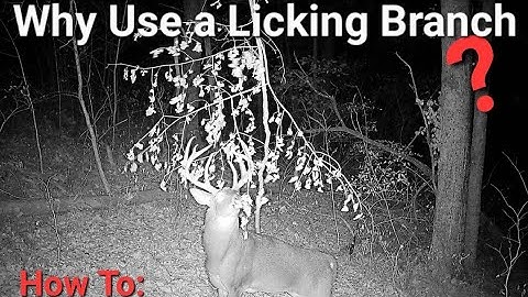 Creating A Mock Scrape and Licking Branch for Whitetails