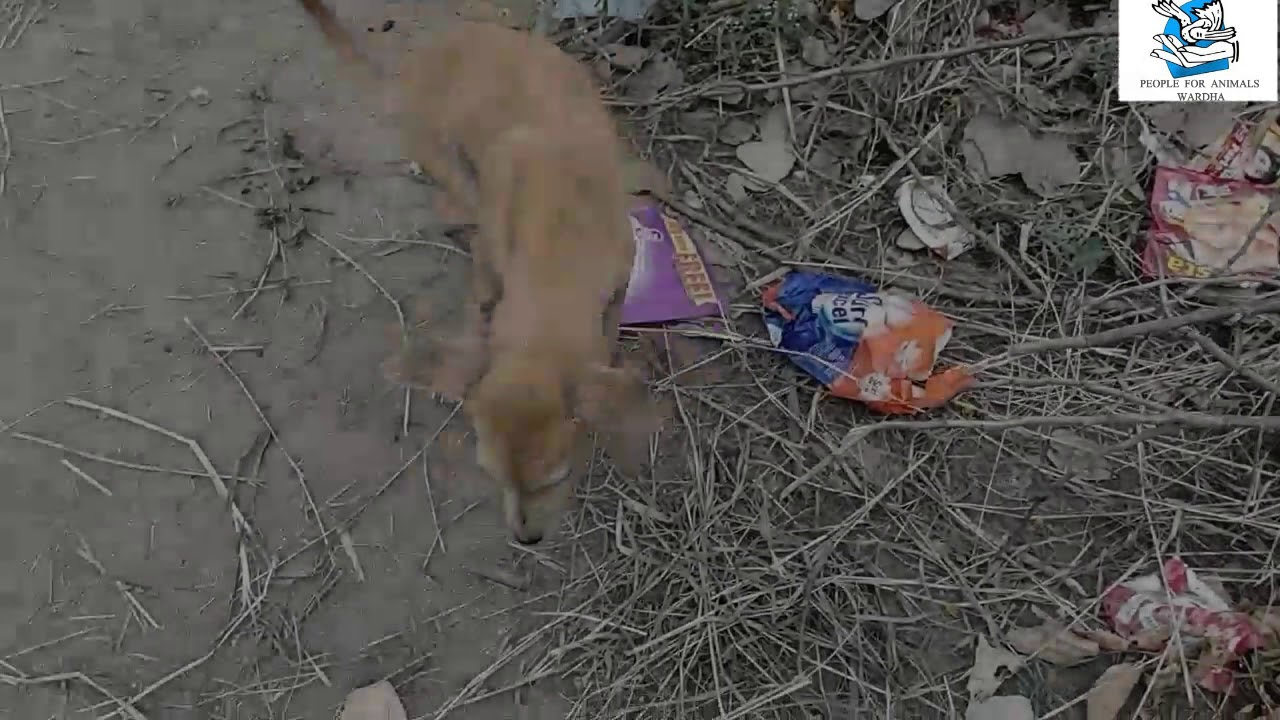 People For Animals - YouTube