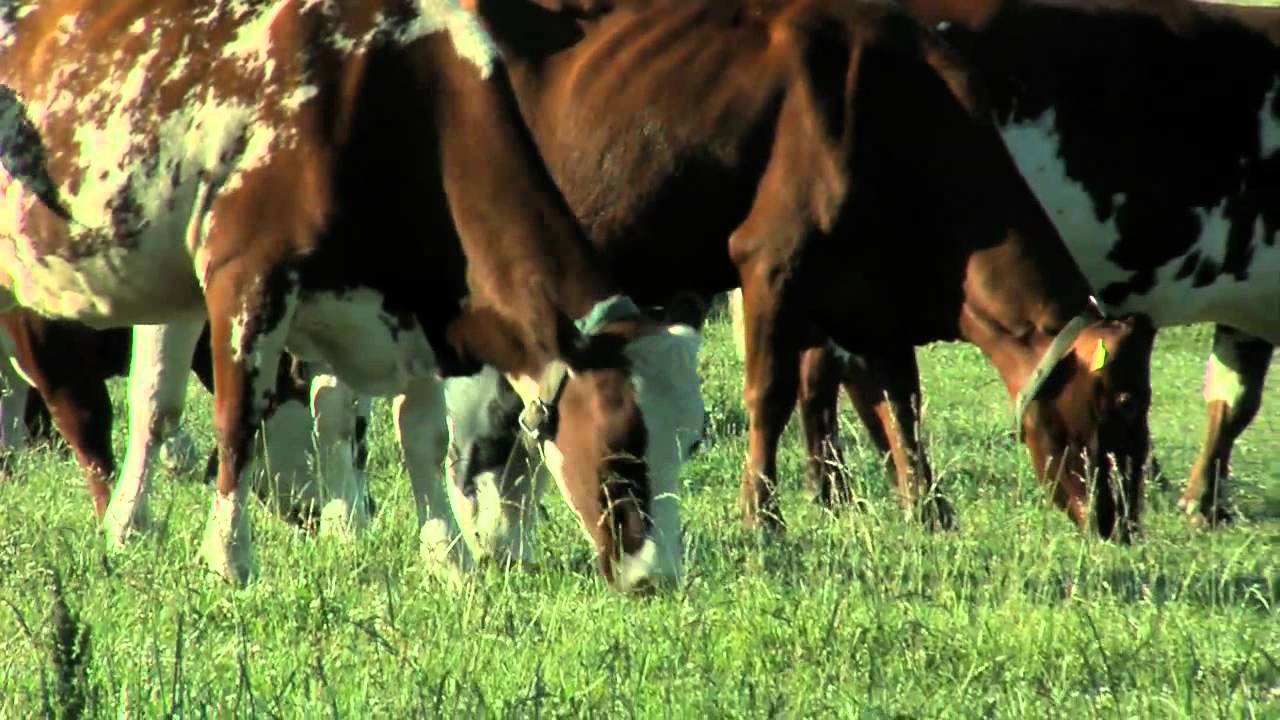 Web13 Kor äter gräs - YouTube