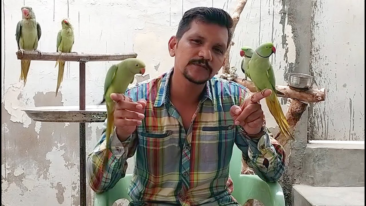 Ek Acha Hand Tame Talking Parrot Kaise Banate Hain 99.9 Working