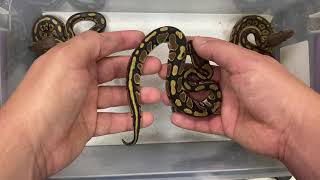 First Clutch from the BOG Monster!! Blackhead Clown Ghost Gen Stripe Project Update