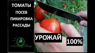 Как посадить помидоры. Посев томатов.