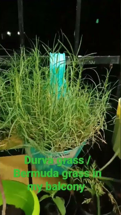 Durva grass/ Bermuda grass in my balcony