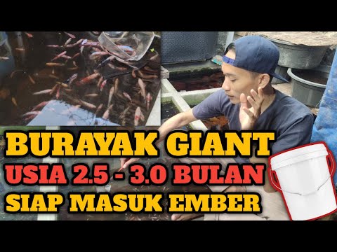 Video: Berapa Pendek Terlalu Pendek Untuk Umur Umur Giant?