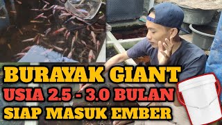 BURAYAK CUPANG GIANT USIA 2.5 - 3.0 BULAN