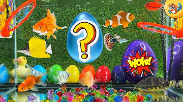 Tổng hợp video cá cảnh đẹp, động vật dễ thương, cá mập, cá sấu hoả tiễn, cá vàng, rắn, cá chép, #012