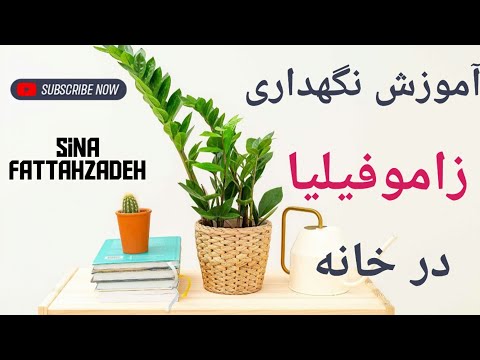 گل زاموفیلیا گیاه زاموفیلیا زاموفیلیا نگهداری زاموفیلیا آبیاری زاموفیلیا