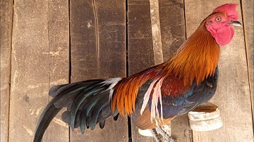 qaib qus txuam tom 3 qua zoo kawg li ไก่ป่าสอดน้ำ3ขันม่วนสุด 2021