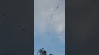 Flyby (wedge of cranes) #shorts