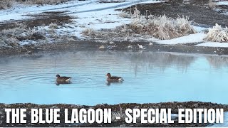 Greylag Geese Found Their Own Warm and Nice Blue Lagoon in Iceland