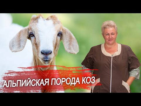 Альпийская порода коз.