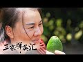 她在大凉山上种满了“金果子”！极怕干旱的牛油果应该怎么种？她采用的灌溉方式很绝，保证每颗果子都能“吃饱”！|「三农群英汇」20231031