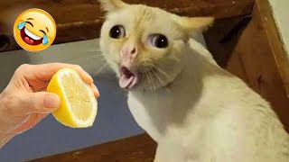 Ultimate Funny Cats and Dogs 😻🐶 Funniest Animals 😂 Part #66