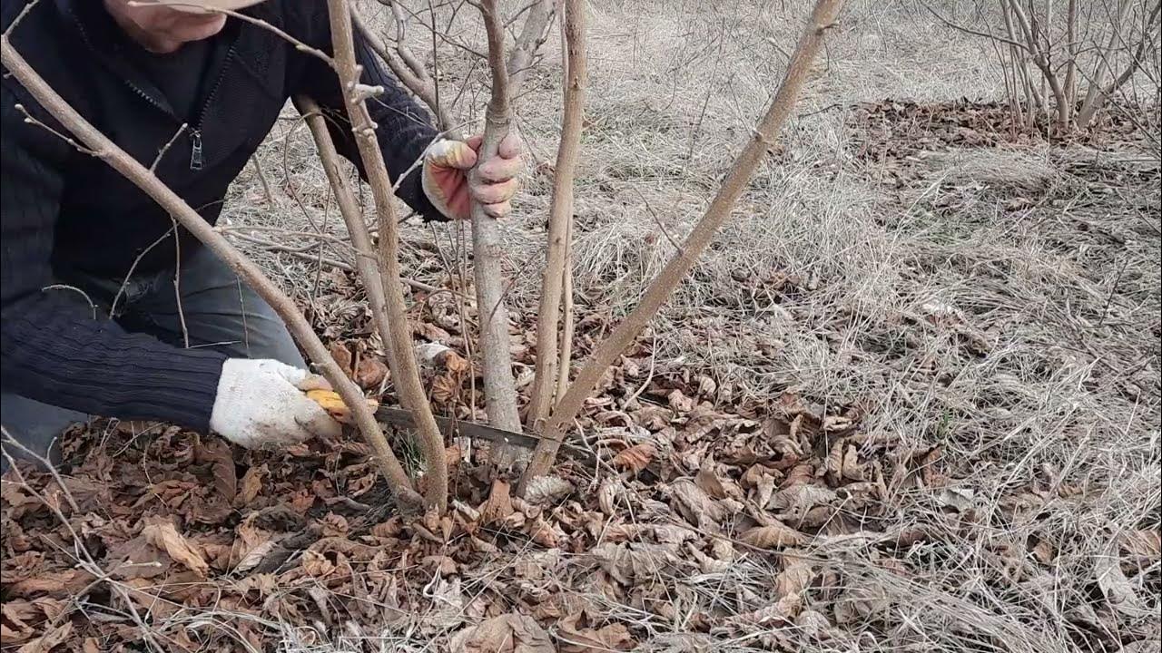 Обрезка ореха фундук весной. Обрезка орешника лещины. Обрезка фундука. Обрезка лесного ореха осенью схема. Формировка фундука кустом.