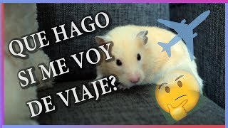 Cuanto tiempo puedo dejar a mi  hamster solo en casa?