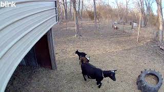 The babies #crazycritters #goat #goats #kidgoats #farmlife #countrylife