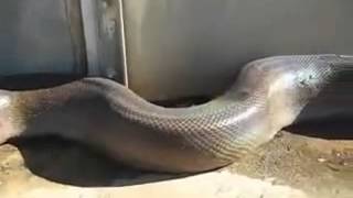 La serpiente mas grande