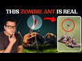 इसको मत छूना नहीं तो Zombie बन जाओगे These Insects were Infected with Zombie Fungus