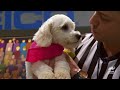 Fluffiest Flags & Fumbles 🚩 Puppy Bowl | Animal Planet