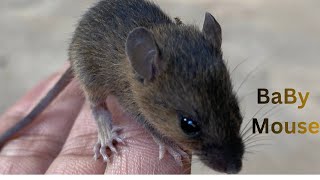Play With Baby Mouse