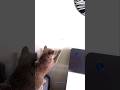 bohot matcher hay cat 🤣 #funny #trending #funny #cat