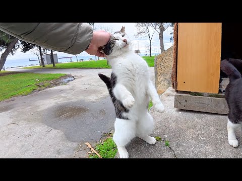 Stray Cat Stands Up on Her Legs for Affection
