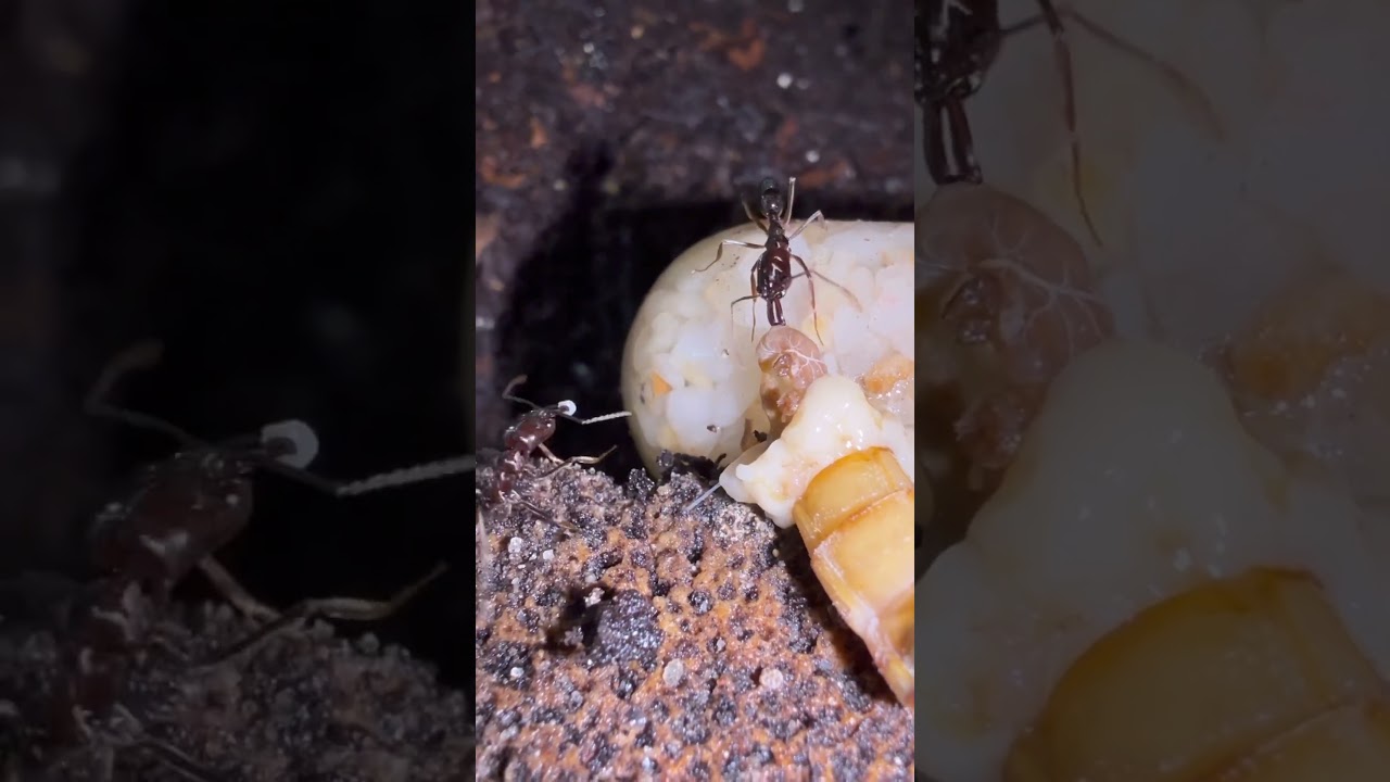 Ants eating super worms 
