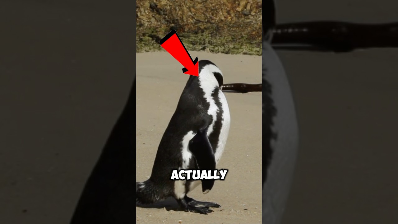 Animals that went to space 