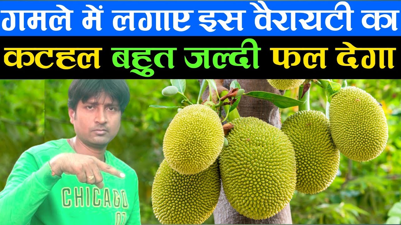 गमले में लगाएं इस वैरायटी का कटहल बहुत जल्दी फल देगा जाने पूरी जानकारी | Jackfruit Plant At Home