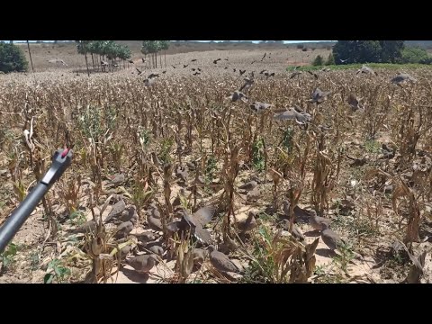 Mais um dia de caçada pelo Piauí 
