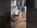 XD