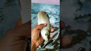 ✅😍Amazing Rohu Catch Today🐠
