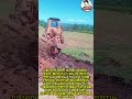 토양을 뒤흔드는 대형 쟁기의 위력 #worker #process #heavyequipment #farming #tractor