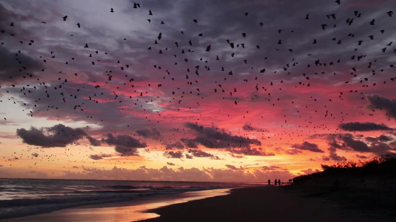 Colossal Colony of Flying Foxes Flap Over Queensland Beach at Dawn