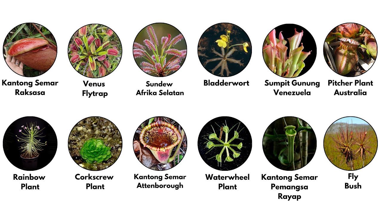 Semua Jenis Tumbuhan Karnivora Paling Unik dan Aneh Dijelaskan dalam 8 Menit!