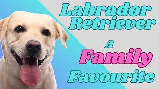 LABRADOR RETRIEVER. ALL You NEED to Know! #dogs #1000subscribers by PuppyNation 196 views 1 year ago 2 minutes, 32 seconds