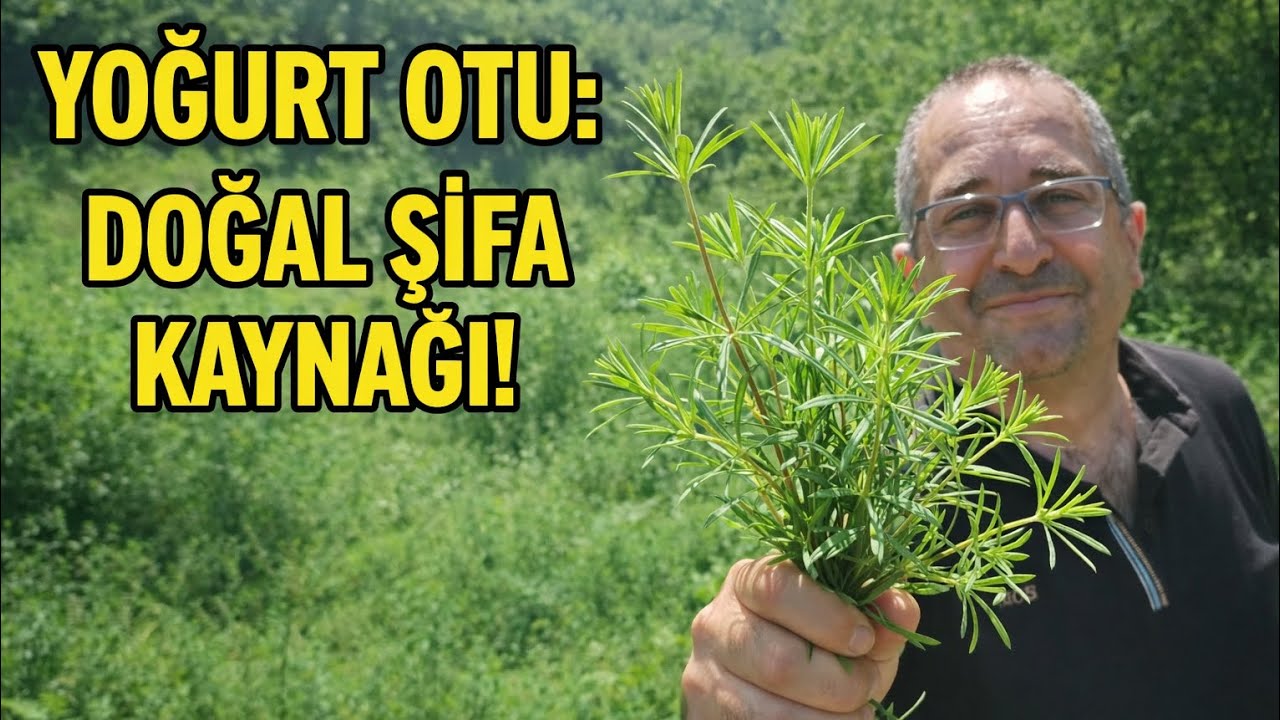 DOĞADAKİ YOĞURT OTU VE Faydaları (YAPIŞKAN OT) 