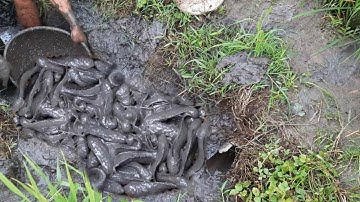 Ruộng rút nước cá cạn nằm lớp lớp | Bông lúa Miền Tây