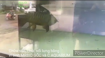 Chữa sốc, chúi, nổi lưng bằng chế phẩm sinh học