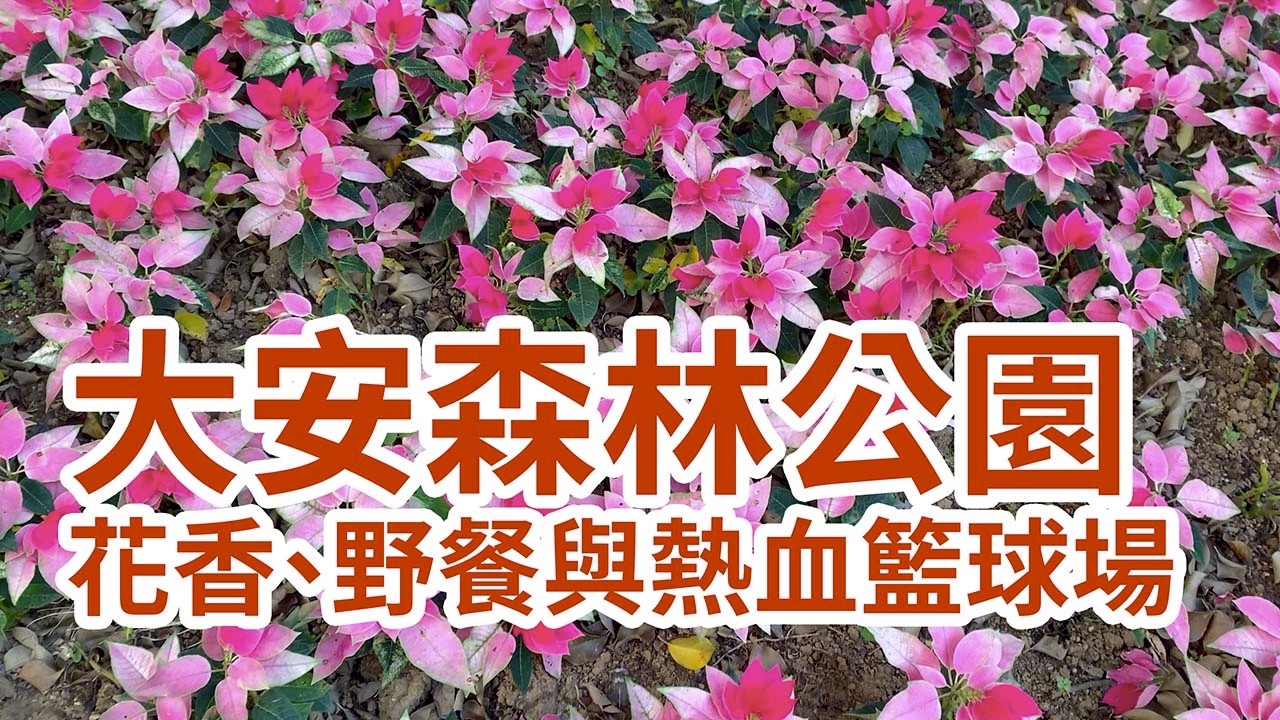 大安森林公園：花香、野餐與熱血籃球場｜Daan Park: Flowers, Picnics & Basketball Energy