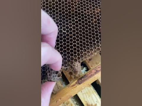 Маточное молоко пчелиный - YouTube