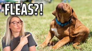 How to Get Rid of Fleas on Dogs Naturally (That Actually Works)