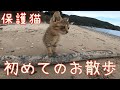 【保護猫】わんこと一緒にお散歩へ。海で遊んでみました!