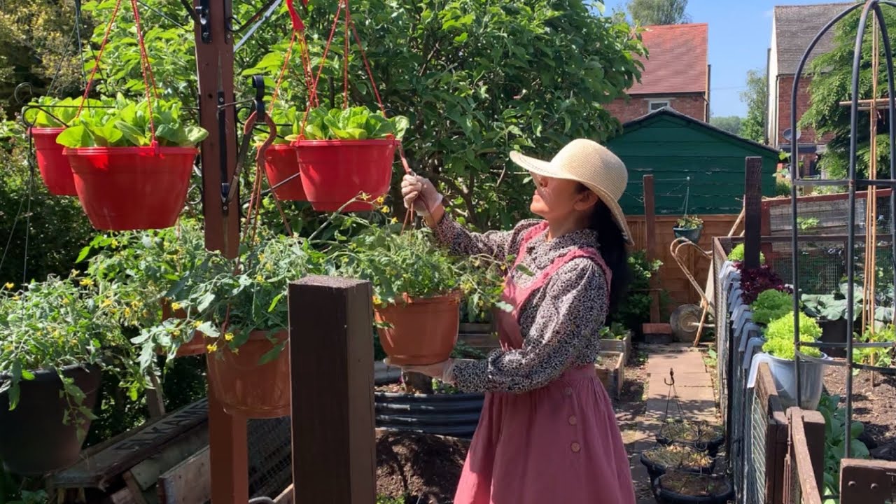 DIY hanging tomato and chili baskets 🍅🌶️