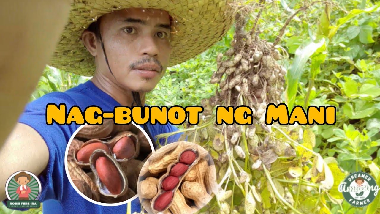 PAANO NGA BA MAG-HARVEST NG MANI? 🌱🌿🥜 | Amazing Dreamer