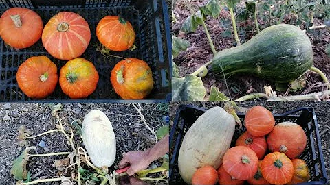 Quelle variété de potimarron choisir ? Quelle variété de potimarron choisir ?